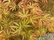 - Acer shirasawanum 'Bronze Age' Bronze Full Moon Japanese Maple - Mr Maple │ Buy Japanese Maple Trees