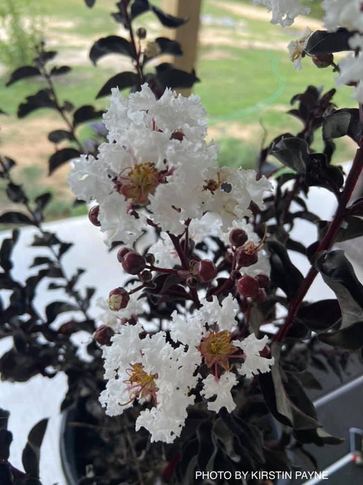 Lagerstroemia 'Ebony and Ivory' White Flowering Crepe Myrtle