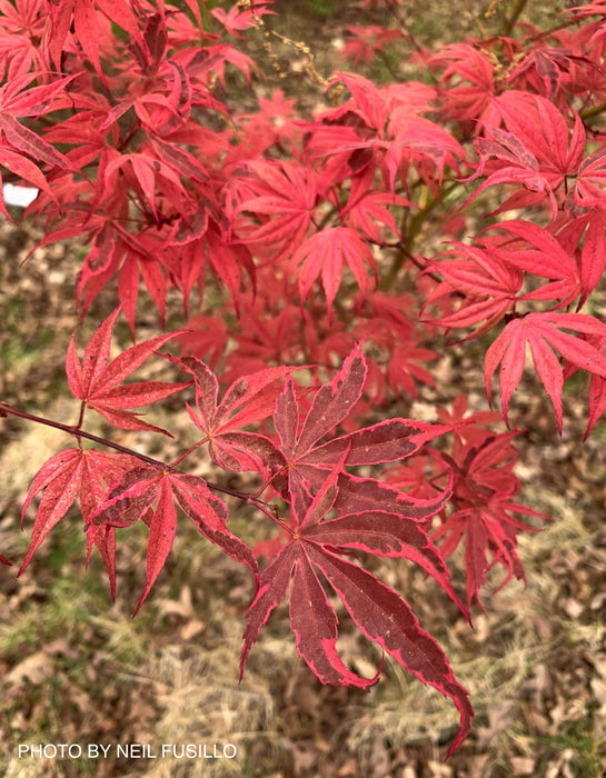 Acer palmatum 'Shirazz' Japanese Maple