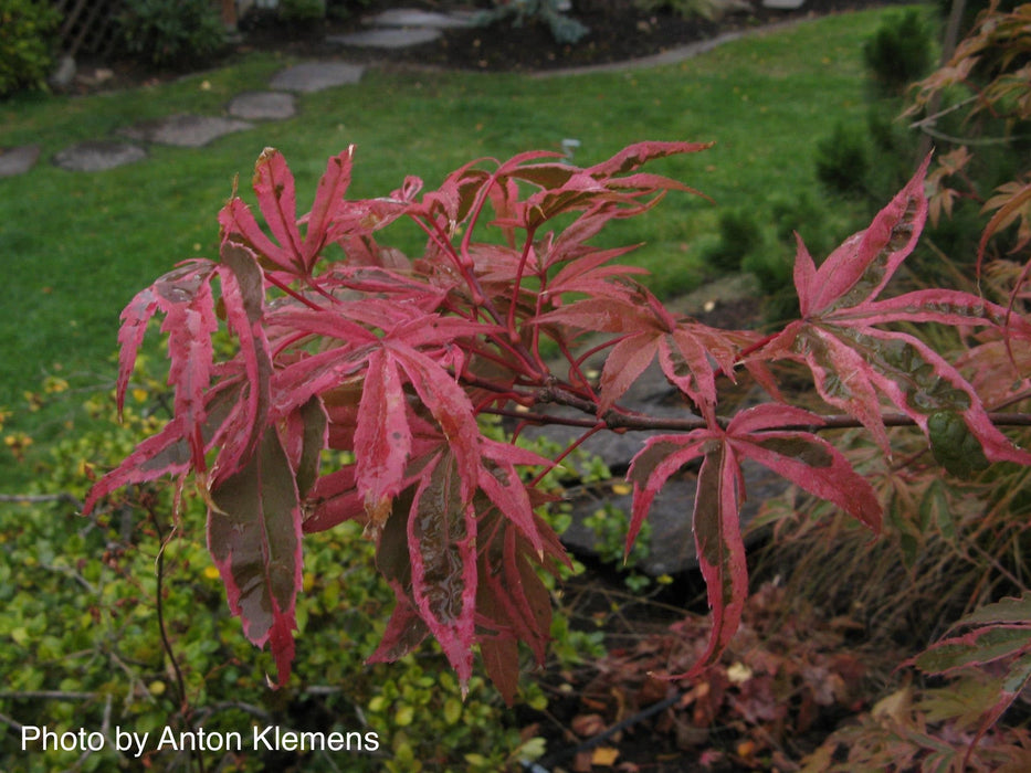 FOR PICKUP ONLY | Acer palmatum 'Shirazz' Japanese Maple | DOES NOT SHIP