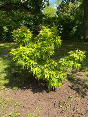 - Acer palmatum 'Japanese Princess' Dwarf Japanese Maple - Mr Maple │ Buy Japanese Maple Trees