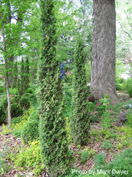 Thuja occidentalis 'Degroot's Spire' Columnar Arborvitae