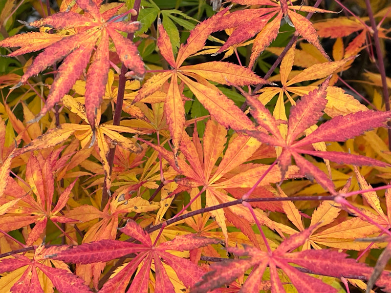 - Acer shirasawanum 'Bronze Age' Bronze Full Moon Japanese Maple - Mr Maple │ Buy Japanese Maple Trees