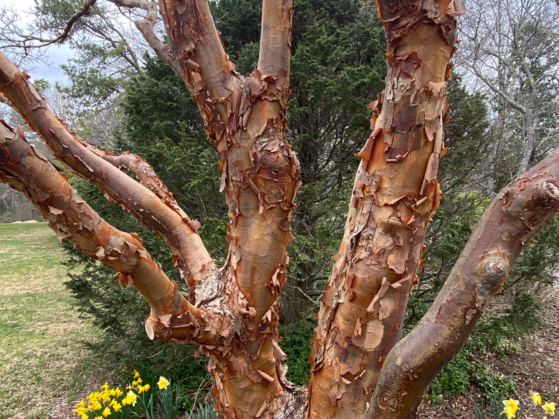 - Acer griseum - Paperbark Maple - Mr Maple │ Buy Japanese Maple Trees