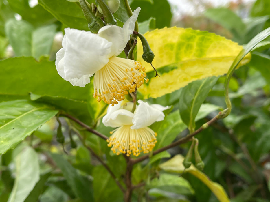 Camellia sinensis 'Yellow Tea' Variegated Tea Camellia
