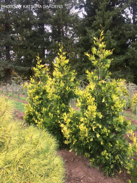 Calocedrus decurrens 'Maupin Glow' Variegated Incense Cedar