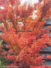 - Acer palmatum 'Shishigashira' Lion's Head Japanese Maple - Mr Maple │ Buy Japanese Maple Trees