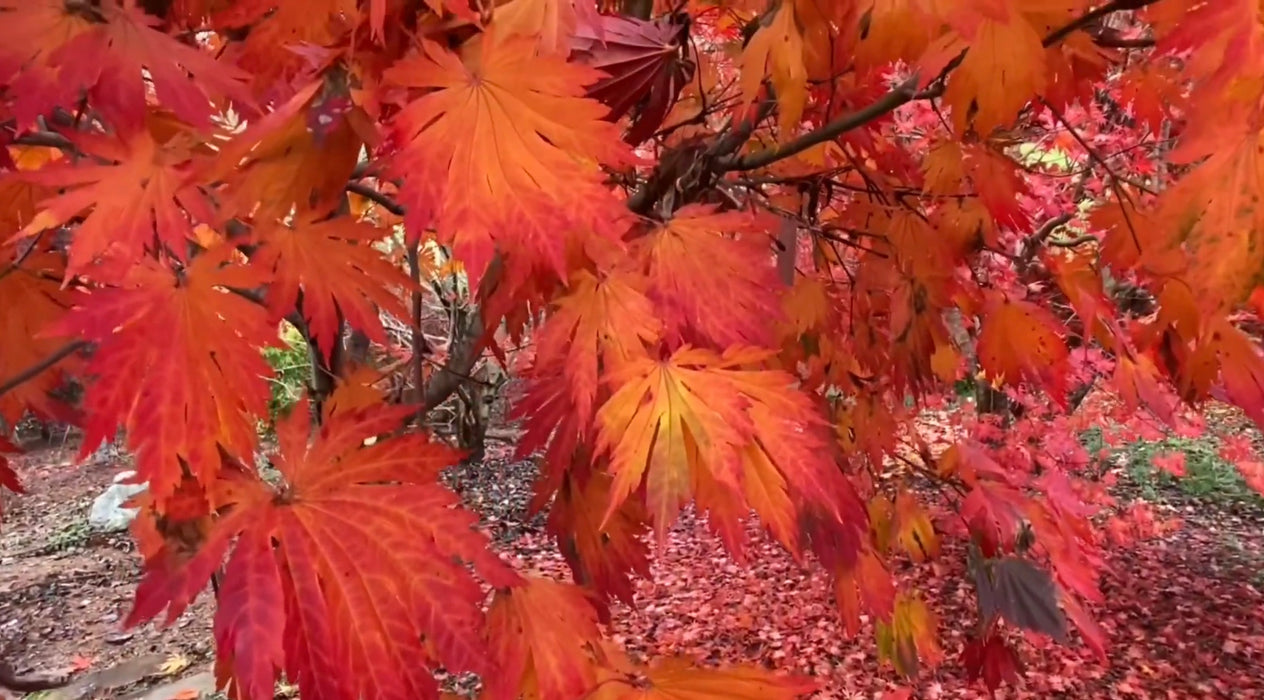 Acer japonicum ‘Rising Sun’ Japanese Maple