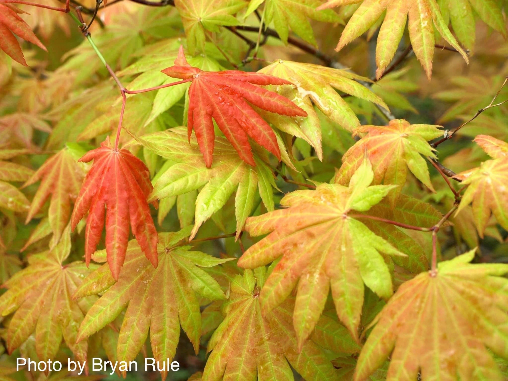 Buy Acer shirasawanum Moonrise™ Full Moon Japanese Maple — Mr Maple ...