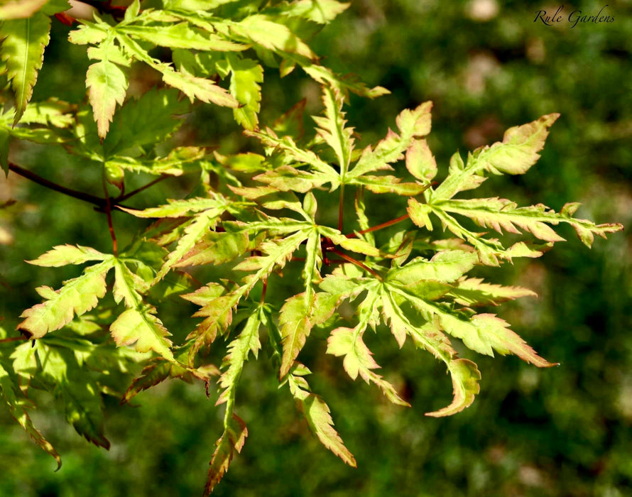 Acer palmatum 'Wabi bito' Japanese Maple