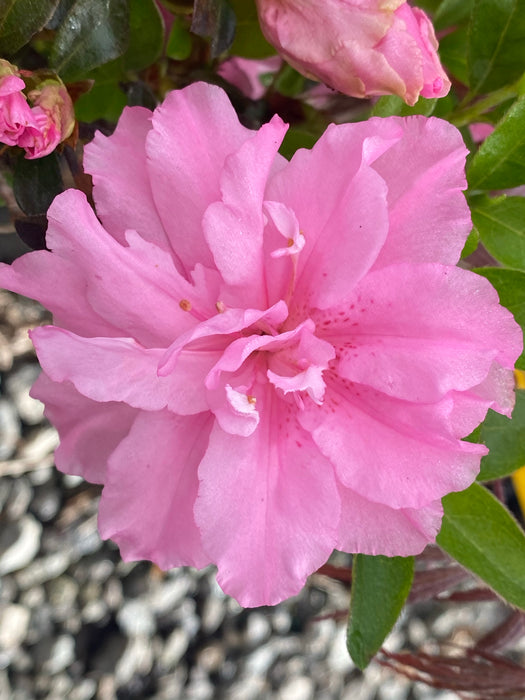 Azalea 'Halle’ Double Pink Flowering Aromi Azalea