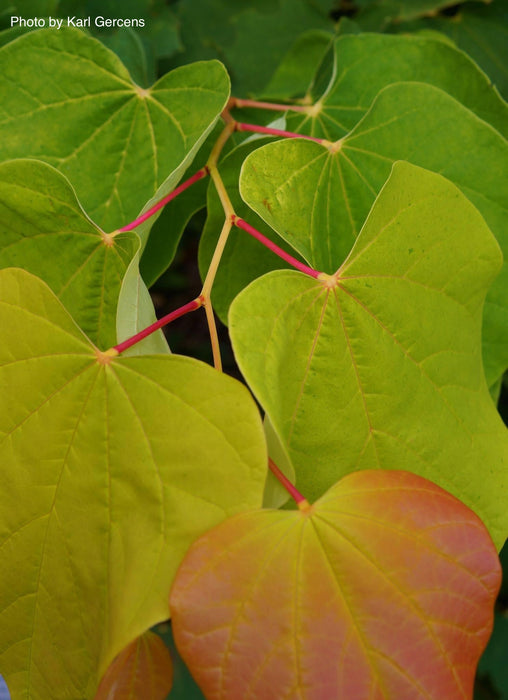 Cercis canadensis 'The Rising Sun' Golden Redbud Tree