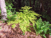 - Acer palmatum 'Kristin's Star' Japanese Maple - Mr Maple │ Buy Japanese Maple Trees