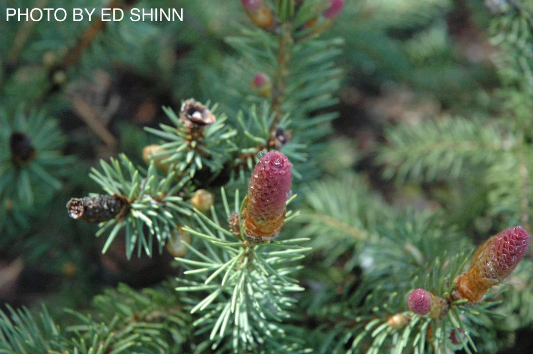 Picea pungens ‘Ruby Teardrops' Dwarf Colorado Blue Spruce