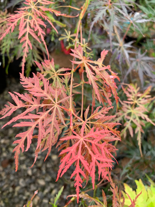Acer palmatum 'Firecracker' Japanese Maple