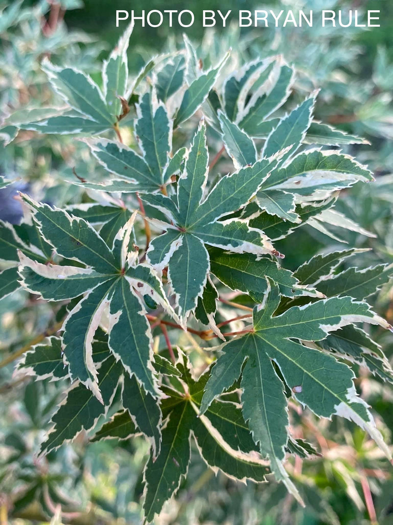 - Acer palmatum 'Beni shichihenge' Pink Variegated Japanese Maple - Mr Maple │ Buy Japanese Maple Trees