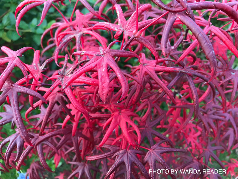 - Acer palmatum 'Peve Starfish' Japanese Maple - Mr Maple │ Buy Japanese Maple Trees