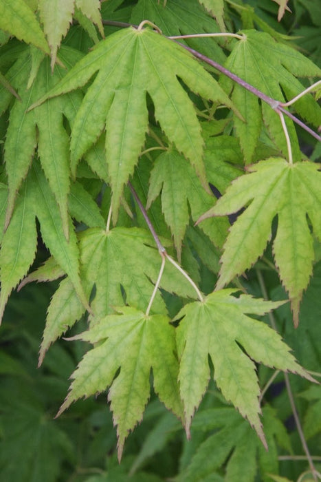 Acer palmatum 'Festival' Japanese Maple