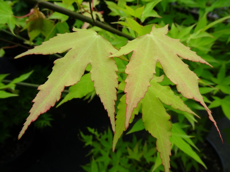 - Acer oliverianum 'Hot Blonde' Golden Japanese Maple - Mr Maple │ Buy Japanese Maple Trees