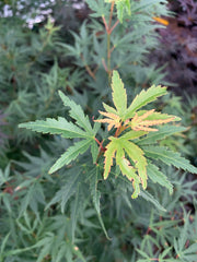 - Acer palmatum 'Green Strap' Rare Japanese Maple - Mr Maple │ Buy Japanese Maple Trees