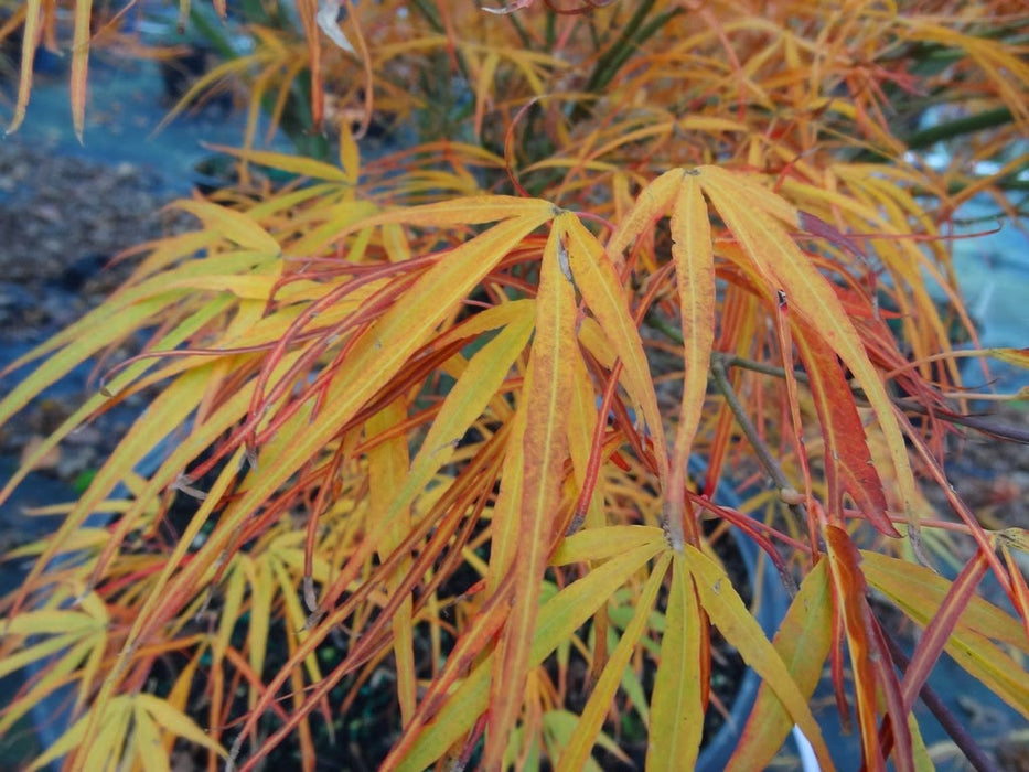 Acer palmatum 'Red Pygmy' Red Strapleaf Japanese Maple