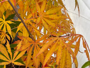 - Acer shirasawanum 'Bronze Age' Bronze Full Moon Japanese Maple - Mr Maple │ Buy Japanese Maple Trees