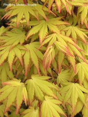 - Acer palmatum 'Orange Dream' Japanese Maple - Mr Maple │ Buy Japanese Maple Trees