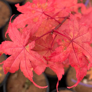 - Acer palmatum 'Summer Gold' Japanese Maple - Mr Maple │ Buy Japanese Maple Trees