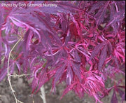 - FOR PICKUP ONLY | Acer palmatum 'Lileeanne's Jewel' Japanese Maple | DOES NOT SHIP - Mr Maple │ Buy Japanese Maple Trees