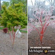 - Acer palmatum 'Sango kaku' Coral Bark Japanese Maple - Mr Maple │ Buy Japanese Maple Trees