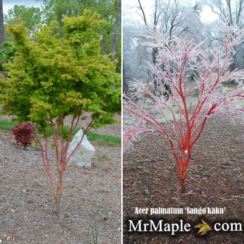 - Acer palmatum 'Sango kaku' Coral Bark Japanese Maple - Mr Maple │ Buy Japanese Maple Trees