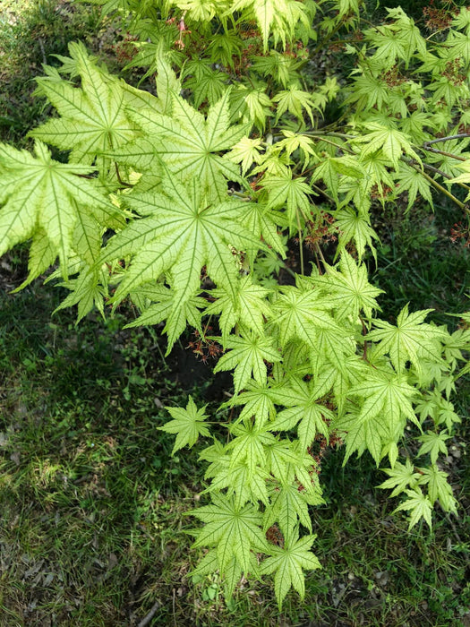 Acer palmatum 'Reticulatum' Japanese Maple