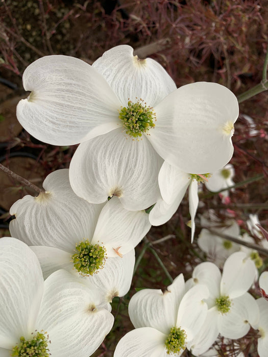 Cornus florida 'Dixie Columnade' White Blooming Narrow Dogwood