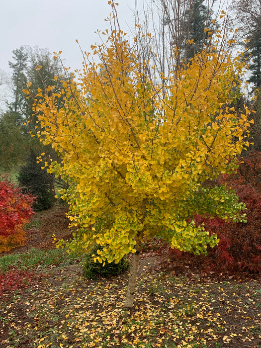 Ginkgo biloba 'Autumn Gold' Ginkgo Tree