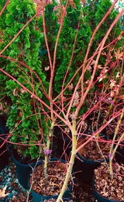 - Acer palmatum 'Wildfire' Coral bark Winter Interest Japanese Maple - Mr Maple │ Buy Japanese Maple Trees
