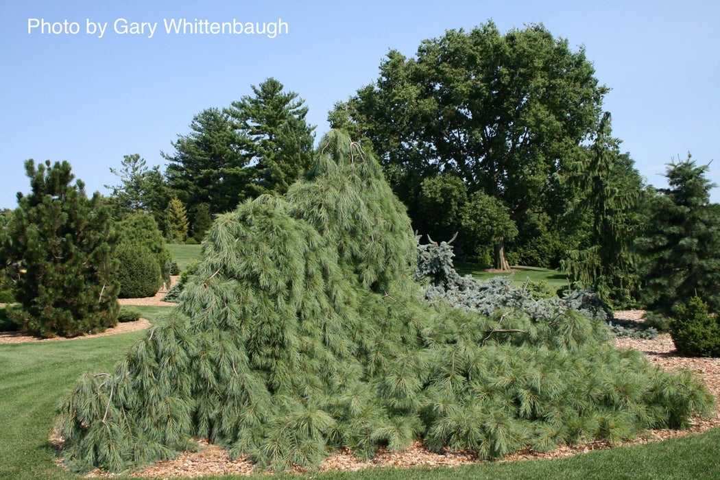 Pinus strobus 'Pendula’ Weeping White Pine