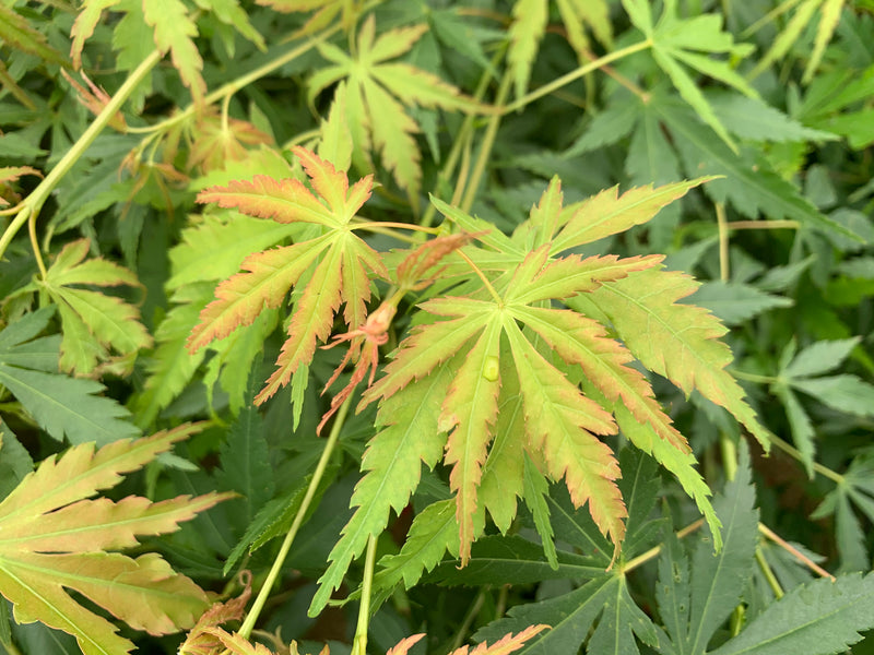 - Acer palmatum 'Fountain of Youth' Japanese Maple - Mr Maple │ Buy Japanese Maple Trees