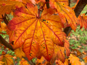 - Acer japonicum 'Taki no gawa' Full Moon Japanese Maple - Mr Maple │ Buy Japanese Maple Trees