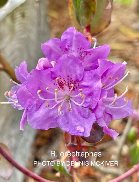 Rhododendron oreotrephes Lilac Flowering Rhododendron