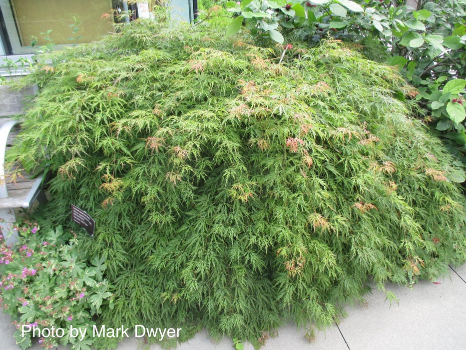 Acer palmatum 'Green Hornet' Japanese Maple
