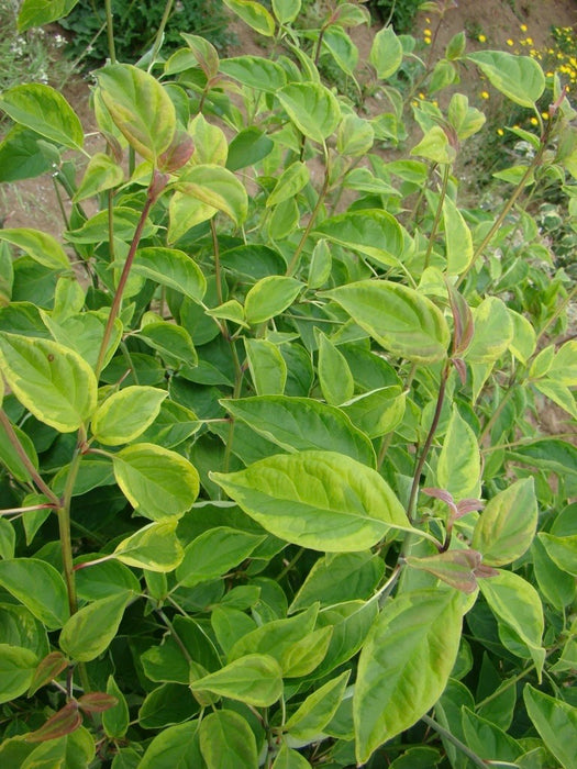 Cornus alternifolia ‘Lemon Edge’ Pagoda Dogwood