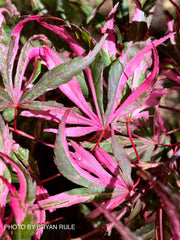 - Acer palmatum 'Lileeanne's Jewel' Japanese Maple - Mr Maple │ Buy Japanese Maple Trees