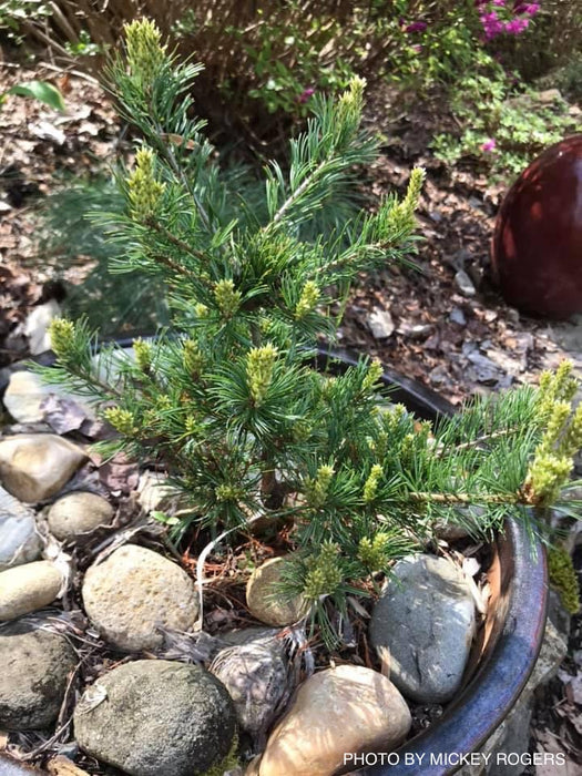 Pinus parviflora 'Cuddles' Dwarf White Pine