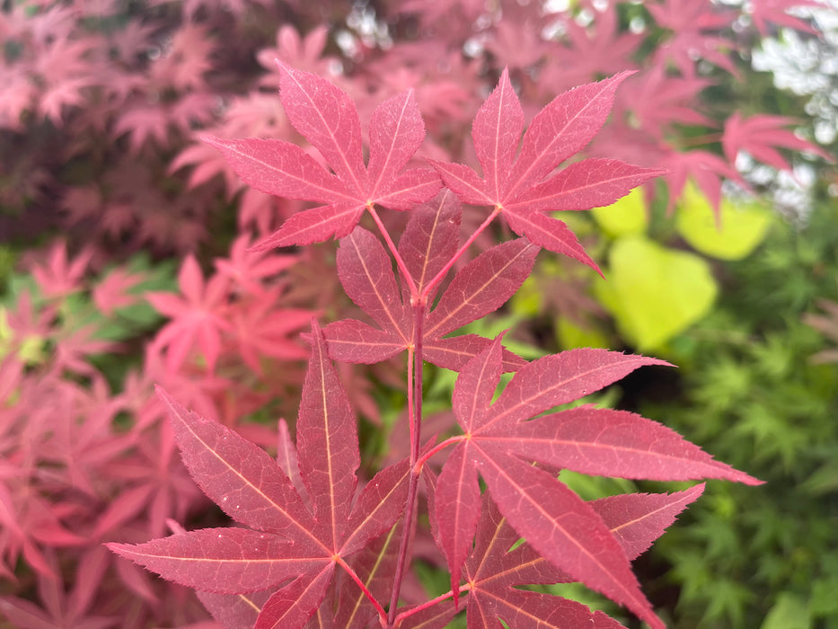 Acer palmatum 'Novum' Red Japanese Maple