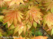 - Acer shirasawanum 'Moonrise™' Full Moon Japanese Maple - Mr Maple │ Buy Japanese Maple Trees