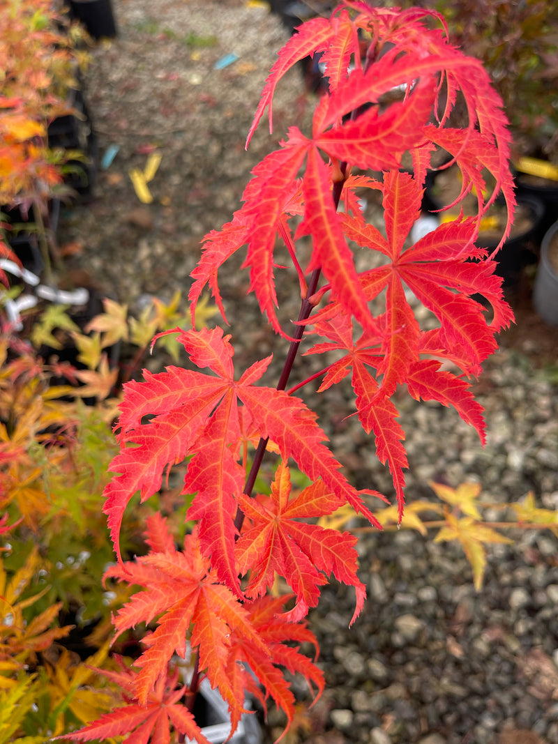 - Acer palmatum 'Orion' Dwarf Red Japanese Maple - Mr Maple │ Buy Japanese Maple Trees