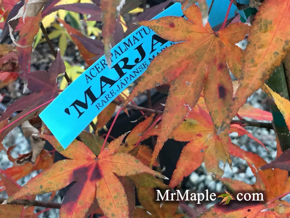 Acer palmatum 'Marjan' Hardy Red Japanese Maple