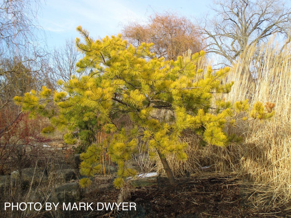 Pinus virginiana 'Wate’s Golden Broom' Winter Yellow Virginia Pine