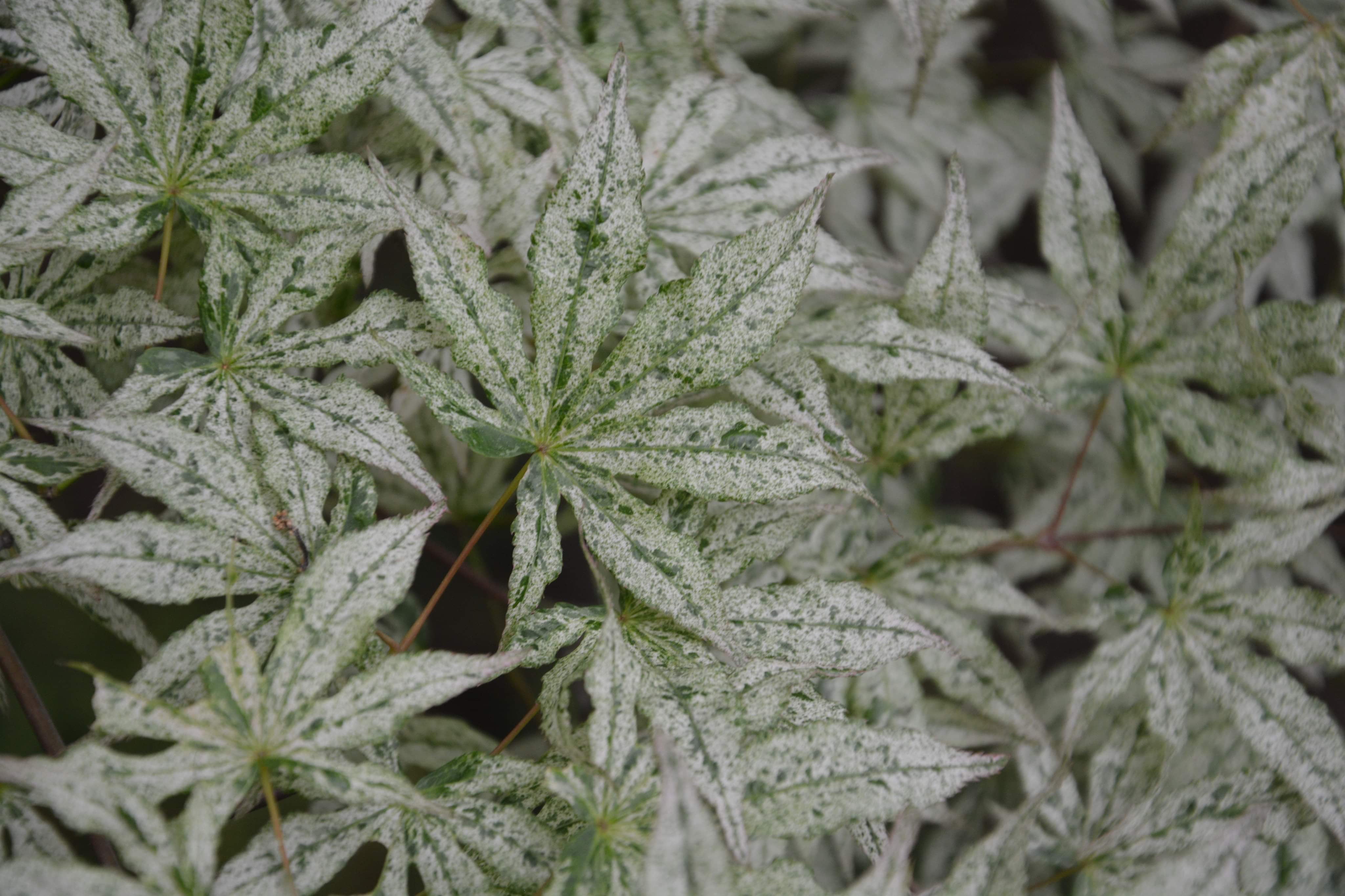 Buy Acer palmatum 'Ukigumo' Floating Clouds Japanese Maple — Mr