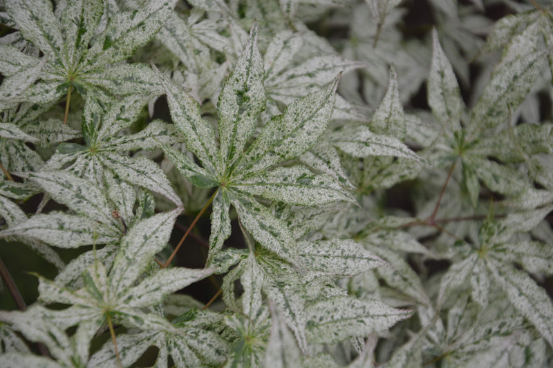 - Acer palmatum 'Ukigumo' Floating Clouds Japanese Maple - Mr Maple │ Buy Japanese Maple Trees